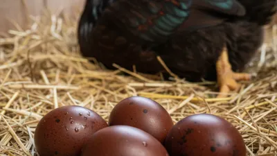 Uova Biologiche (0) vs A Terra (2): Guida alla Scelta